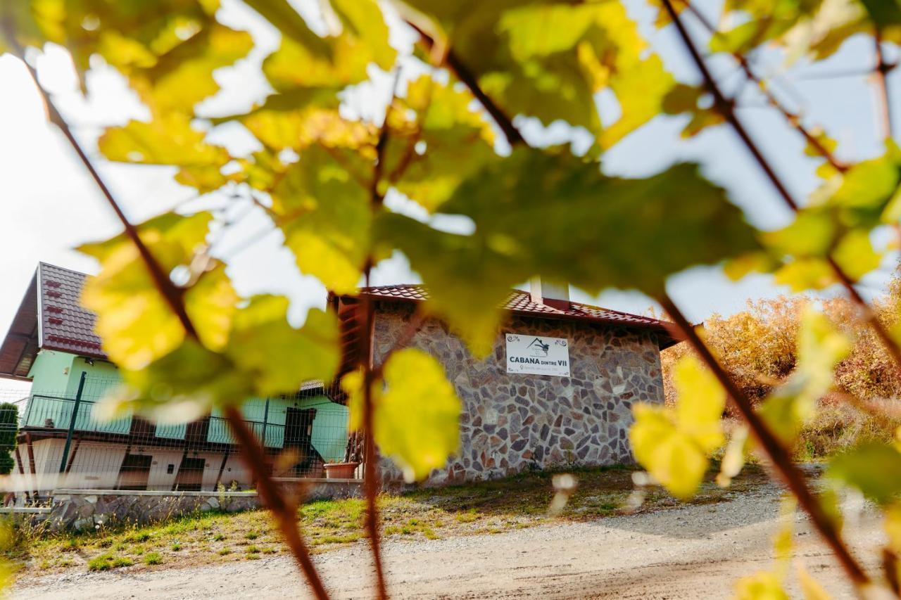 Cabana Dintre VII Apoldu de Sus Eksteriør bilde